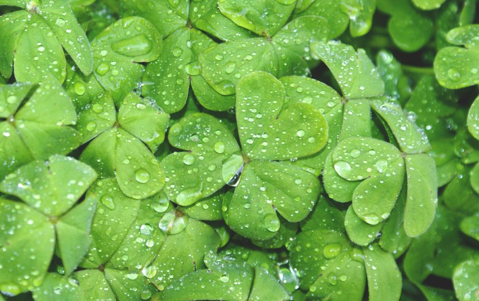 A Word About Saint Patrick